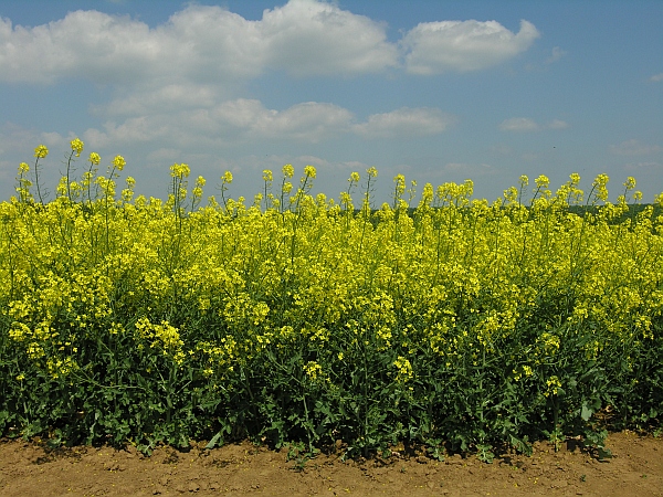 ozimá řepka Ladoga