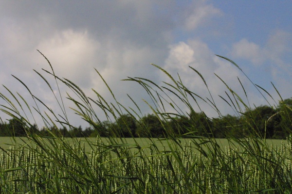 Optim&aacute;ln&iacute; term&iacute;n pro předsklizňov&eacute; aplikace na p&yacute;r plaziv&yacute;