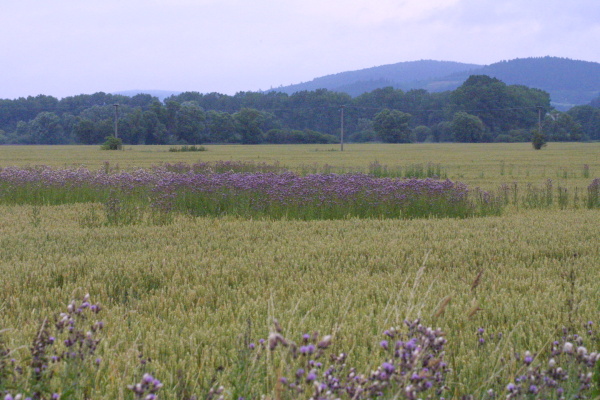 Vhodn&eacute; je využ&iacute;t lok&aacute;ln&iacute; aplikace pouze na ohniska pch&aacute;če roln&iacute;ho