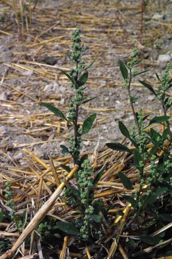 Rostliny merl&iacute;ku maj&iacute; v&nbsp;t&eacute;to době rychl&yacute; v&yacute;voj, brzy kvetou a&nbsp;vytv&aacute;řej&iacute; velk&eacute; množstv&iacute; semen