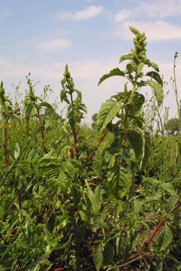 Laskavec ohnut&yacute; m&aacute; vysokou reprodukčn&iacute; schopnost