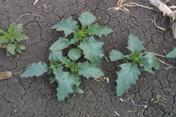 Masově vzch&aacute;zej&iacute;c&iacute; rostliny durmanu obecn&eacute;ho ve vlhk&yacute;ch period&aacute;ch