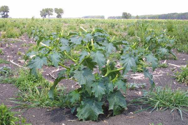 V tepl&yacute;ch oblastech se na strni&scaron;ti vyskytuj&iacute; durmany velmi často