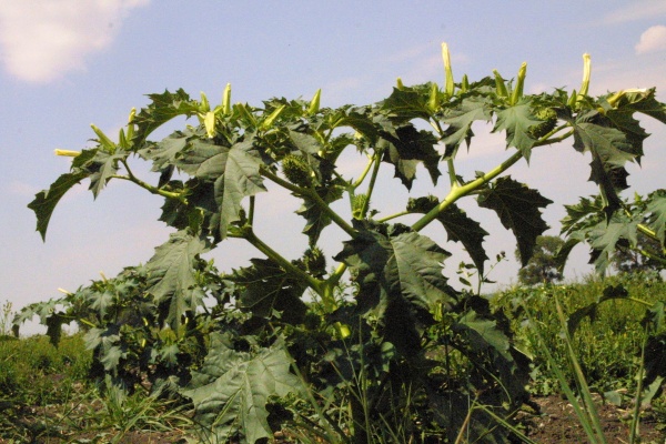 Statn&eacute; rostliny durmanu obecn&eacute;ho vytv&aacute;řej&iacute; obrovsk&eacute; množstv&iacute; semen