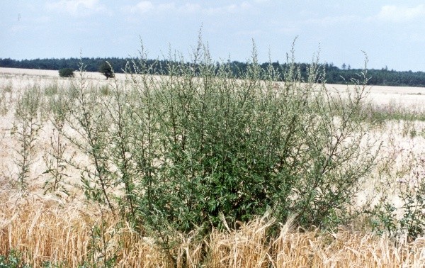 Předsklizňové aplikace jsou vhodné na regulaci vytrvalých plevelů