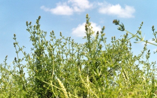 Možné je i využití proti svízeli přítule