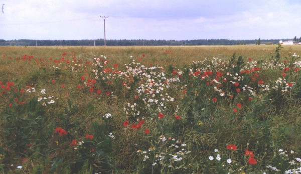 Silně zaplevelené porosty je možné sklidit pouze po provedení předsklizňových aplikací