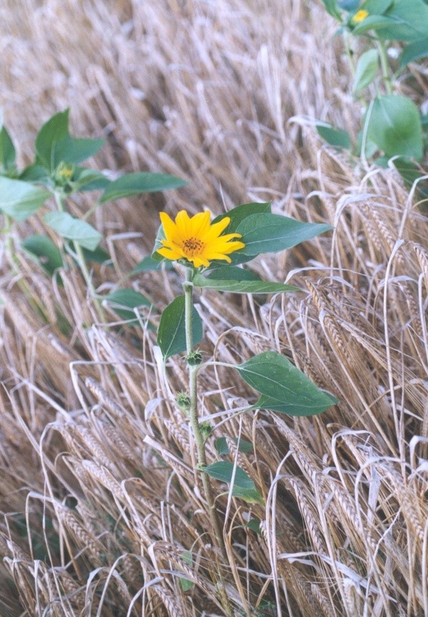 I výdrol slunečnice je řešitelný předsklizňovými aplikacemi