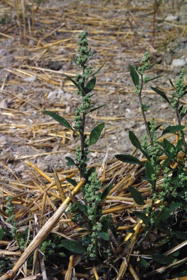 Aplikace na strniště působí i na kvetoucí merlíky