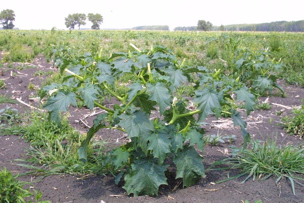 Problémem jsou durmany, které aplikace na strniště spolehlivě eradikují