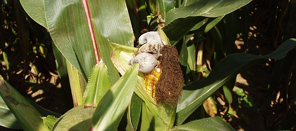 Boulovit&yacute; n&aacute;dor obecn&eacute; snětivosti kukuřice