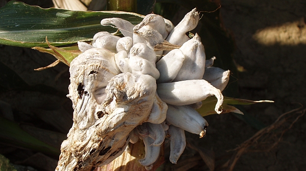 N&aacute;dor až velikosti pěsti obecn&eacute; snětivosti kukuřice