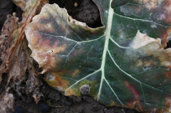 Fomov&eacute; čern&aacute;n&iacute; stonků řepky na listech 27. 2. 2014 (&copy; Ing. Eva Plachk&aacute;, Ph.D)