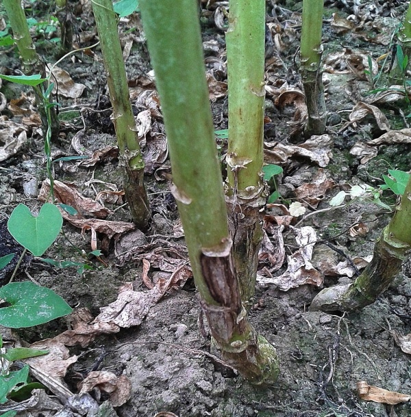 Fomov&eacute; čern&aacute;n&iacute; stonků řepky na stonc&iacute;ch před sklizn&iacute; (&copy; Ing. Jana Poslu&scaron;n&aacute;)