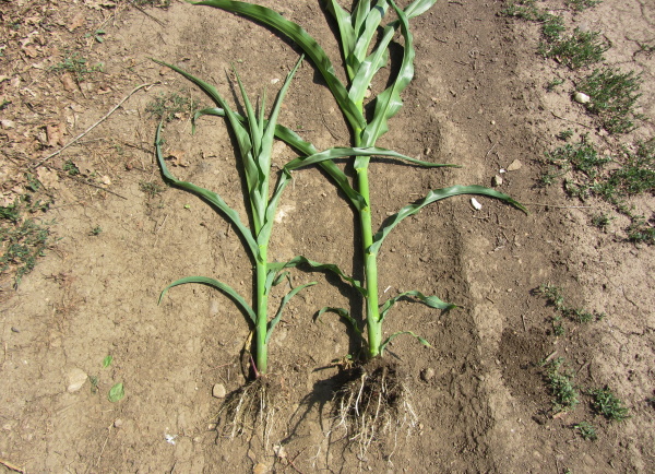 Dobře založený kořenový systém dokáže eliminovat působení stresu a podpořit výnos