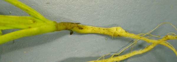 Poč&aacute;tečn&iacute; př&iacute;znak napaden&iacute; n&aacute;dorovitost&iacute; brukvovit&yacute;ch