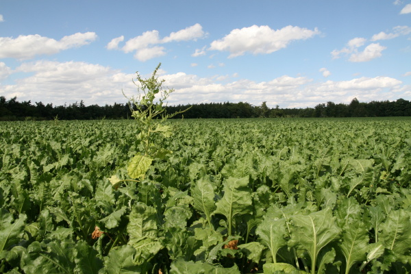 pleveln&aacute; řepa