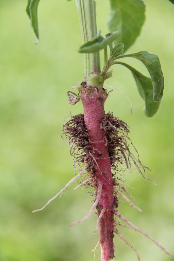 Pleveln&aacute; řepa - kořen