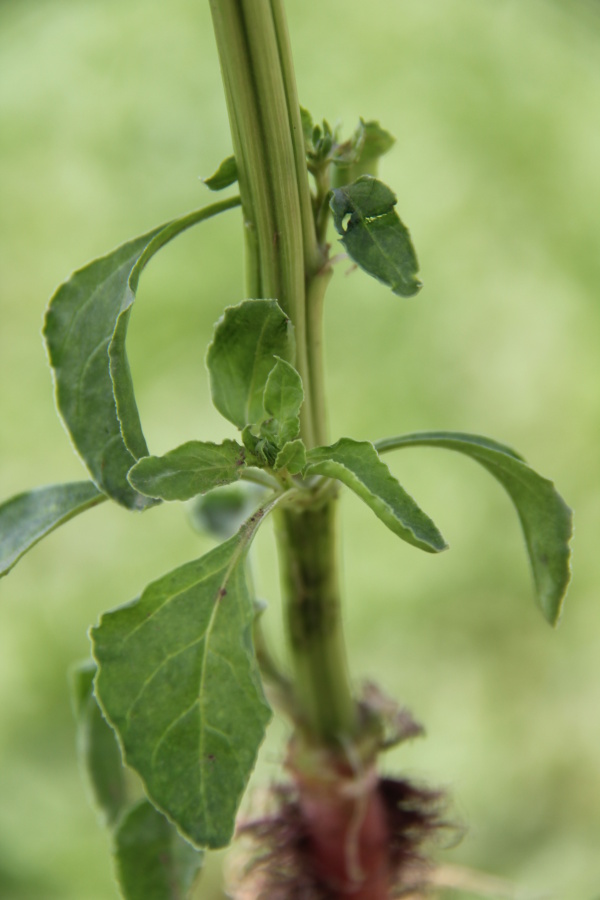 Pleveln&aacute; řepa - listy