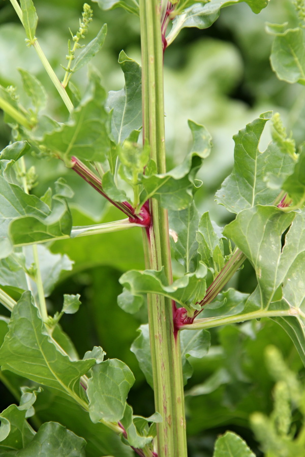 Pleveln&aacute; řepa - stonek