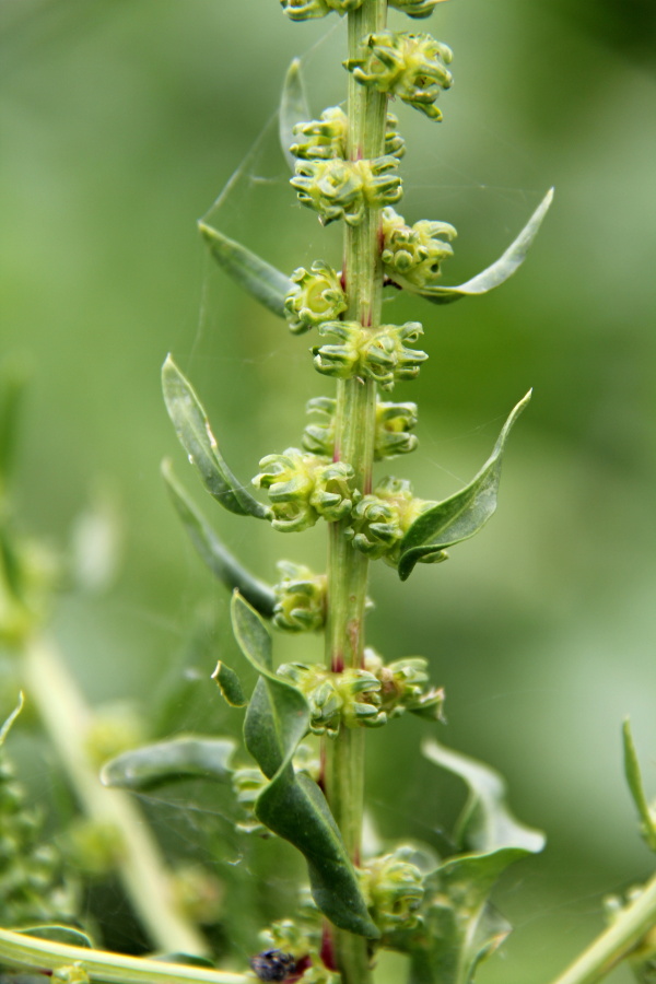 Pleveln&aacute; řepa - tvorba klub&iacute;ček
