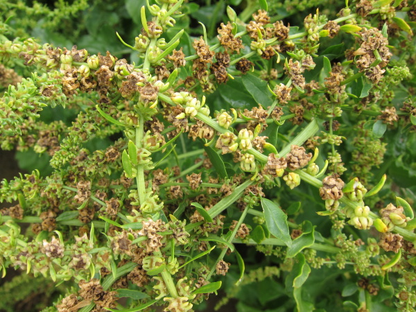 Pleveln&aacute; řepa - hněd&aacute;, fyziologick&aacute; zralost klub&iacute;ček