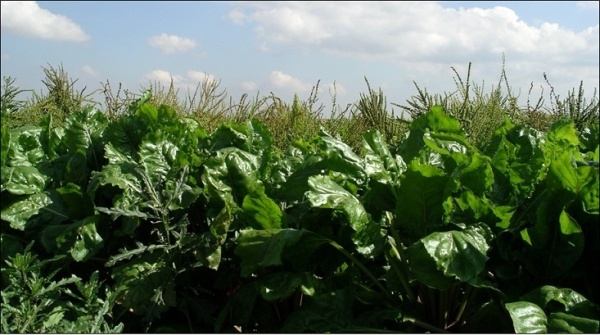 Snižov&aacute;n&iacute; v&yacute;&scaron;ky rostlin pleveln&eacute; řepy