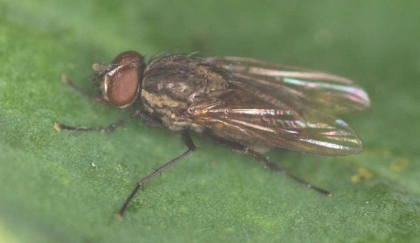 Obr. 1: Dospělec květilky zeln&eacute;