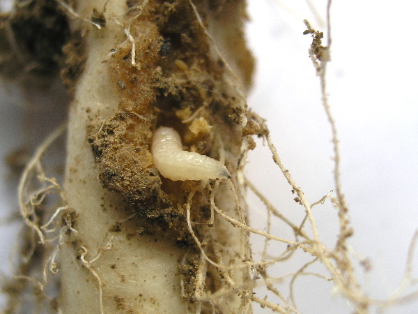 Obr. 3: Larva květilky zeln&eacute; v&nbsp;po&scaron;kozen&eacute;m kořeni ozim&eacute; řepky