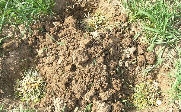 Odkryt&aacute; zemn&iacute; n&aacute;vnadov&aacute; past na dr&aacute;tovce