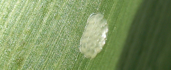 Nevyl&iacute;hl&aacute; snů&scaron;ka vaj&iacute;ček zav&iacute;ječe kukuřičn&eacute;ho