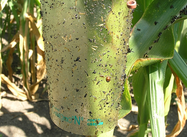 Feromonov&yacute; lap&aacute;k na b&aacute;zlivce