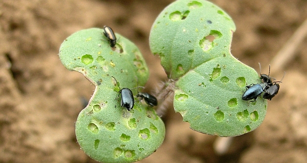 Po&scaron;kozen&iacute; řepky dřepč&iacute;ky rodu Phylotreta