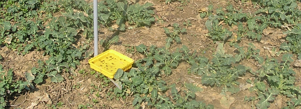 Žlut&aacute; miska pro sledov&aacute;n&iacute; krytonosců na řepce 