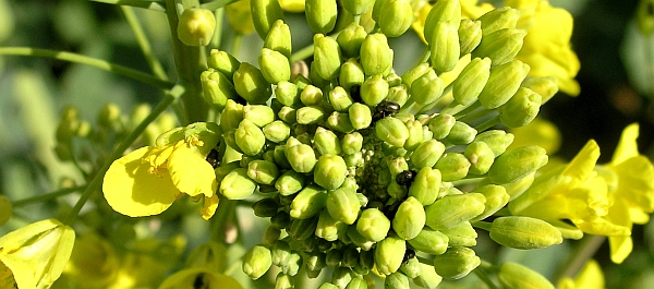 Hodnocen&iacute; &scaron;kůdců na květech řepky