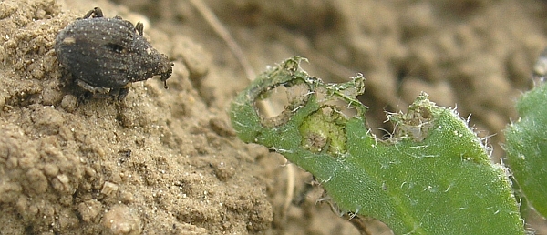 Krytonosec kořenov&yacute; a&nbsp;jeho požerek na m&aacute;ku 