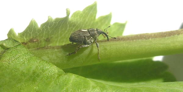 Krytonosec makovicov&yacute;