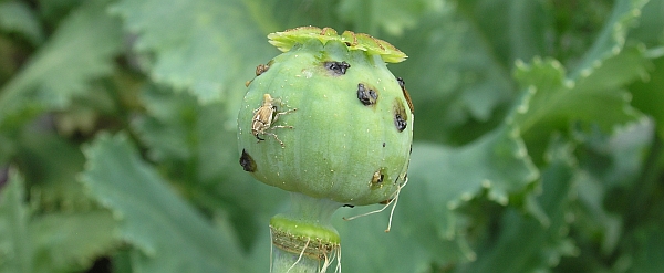 Požerky na makovici způsoben&eacute; krytonoscem makovicov&yacute;m