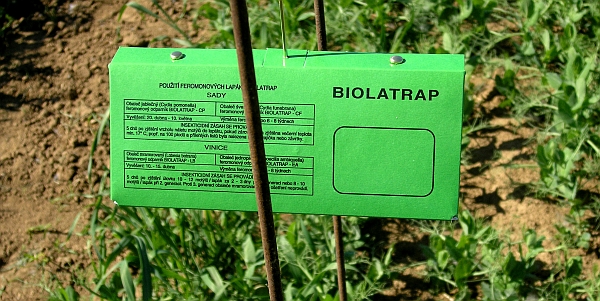 Feromonov&yacute; lap&aacute;k na obaleče hrachov&eacute;ho