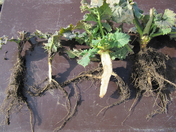 Stav porostu ozim&eacute; řepky, Praha-Ruzyně 27. 2. 2012