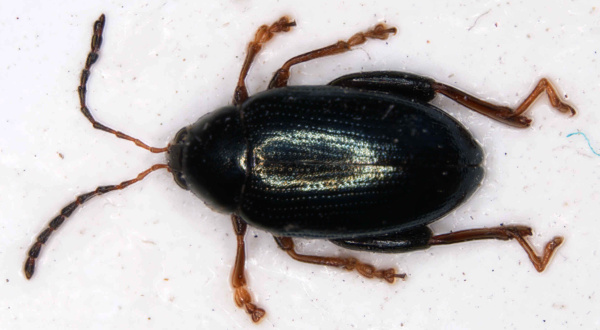 Obr. 1: Dospělec dřepč&iacute;ka olejkov&eacute;ho (P. chrysocephala)