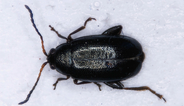 Obr. 2a: Dospělec dřepč&iacute;ka čern&eacute;ho (<i>P. atra</i>)