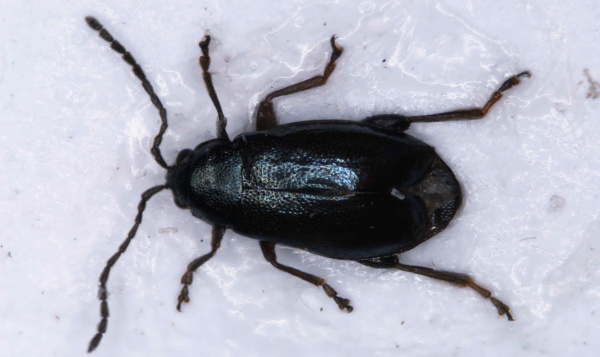 Obr. 2b: Dospělec dřepč&iacute;ka černonoh&eacute;ho (<i>P. nigripes</i>)