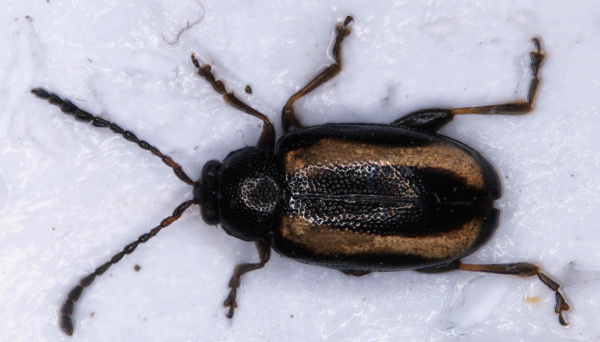 Obr. 2c: Dospělec dřepč&iacute;ka poln&iacute;ho (<i>P. undulata</i>)