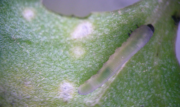 Obr. 3a: Mal&aacute; světl&aacute; housenice pilatky řepkov&eacute; (<i>A. rosae</i>)