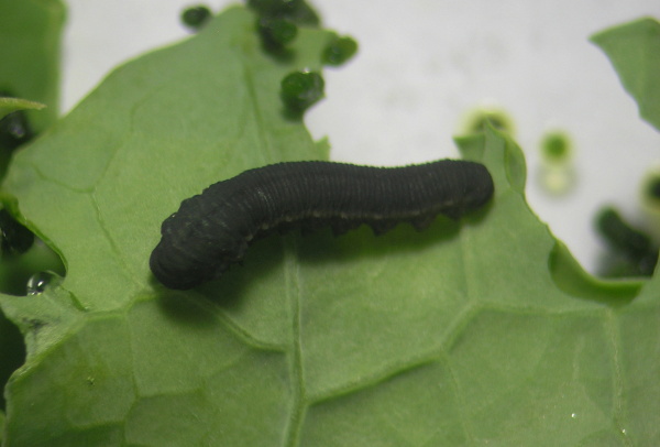 Obr. 3b: Dorostl&eacute; housenice (až 200 mm dlouh&eacute;) pilatky řepkov&eacute; jsou čern&eacute;