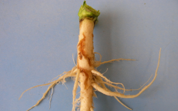 Obr. 4a: Kořen po&scaron;kozen&yacute; larvou květilky zeln&eacute; (<i>D. radicum</i>); slab&eacute; po&scaron;kozen&iacute;