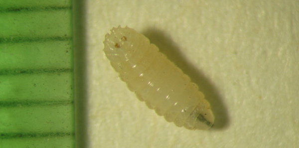 Obr. 4b: Larva květilky zeln&eacute; (<i>D. radicum</i>)