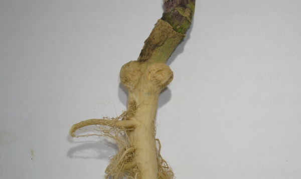 Obr. 5a: H&aacute;lky na hlavn&iacute;m kořeni vyvolan&eacute; př&iacute;tomnost&iacute; larev krytonosce zeln&eacute;ho (<i>C. pleurostigma</i>)