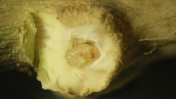 Obr. 5b: Larva kytonosce zeln&eacute;ho (<i>C. pleurostigma</i>) uvnitř dut&eacute; h&aacute;lky